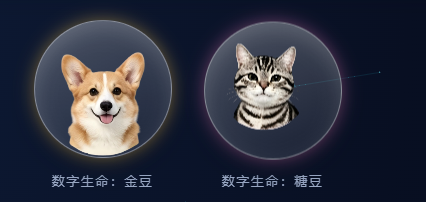 糖豆（狸花猫）